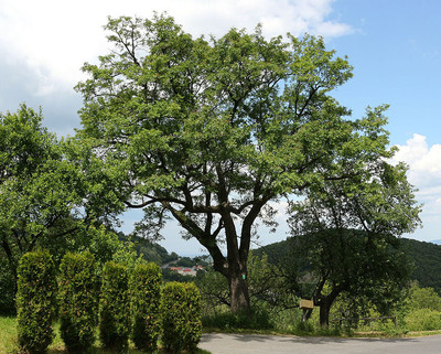 Sorbus domestica