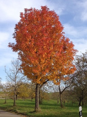 Sorbus domestica