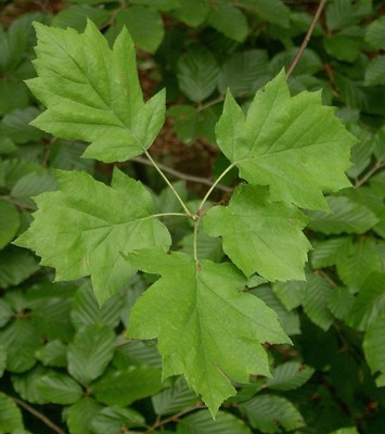 Sorbus torminalis