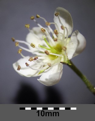 Sorbus torminalis