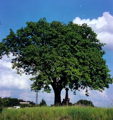 Sorbus torminalis