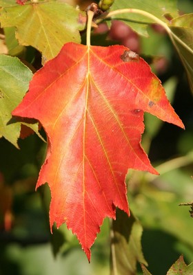 Sorbus torminalis