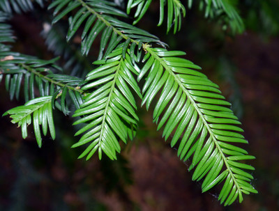 Taxus baccata