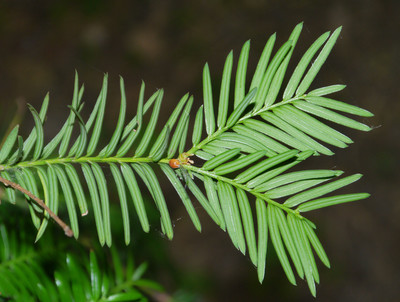 Taxus baccata