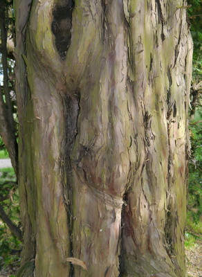 Taxus baccata