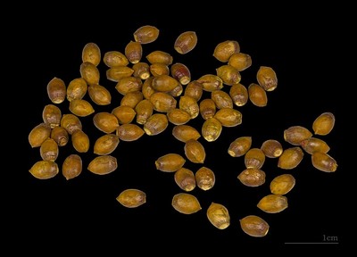 Taxus baccata
