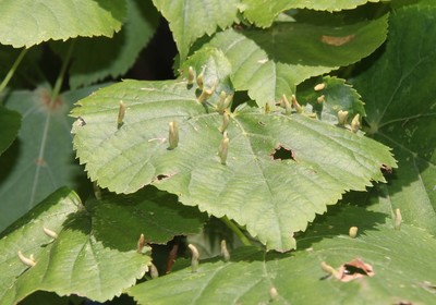 Tilia cordata