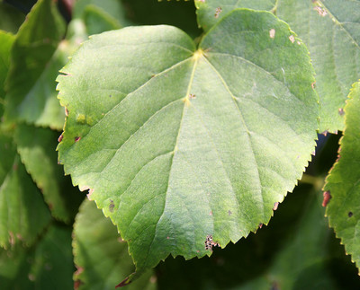 Tilia cordata