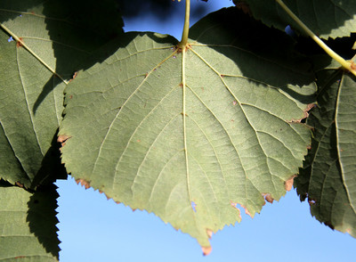 Tilia cordata