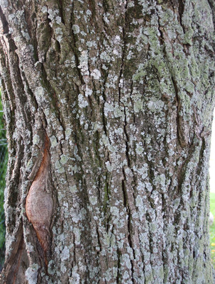 Tilia cordata