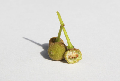 Tilia cordata