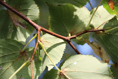 Tilia cordata