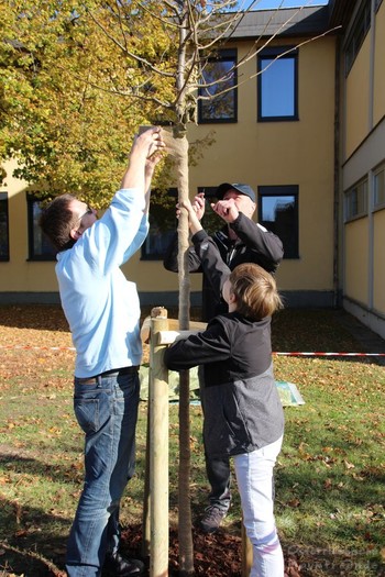 Baumpflanzung 900 Jahre Gramatneusiedl