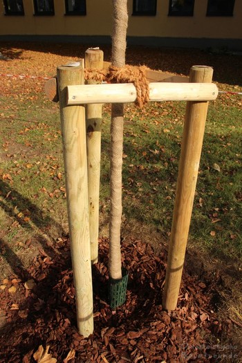 Baumpflanzung 900 Jahre Gramatneusiedl