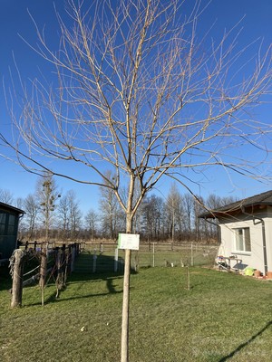 Patenschaftsbaum Erik